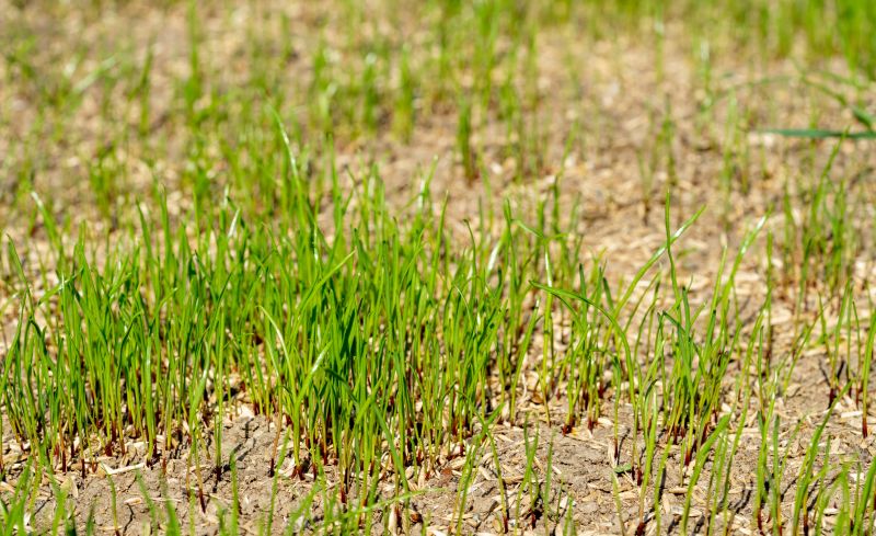 New Lawn Seeding in Ventura County, CA