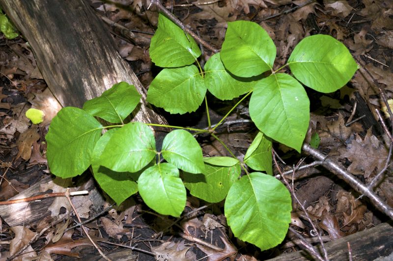 Poison Ivy Removal in Doylestown, PA