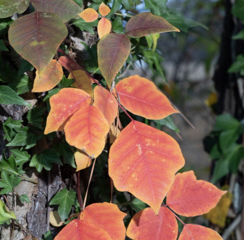 Poison Ivy Removal in Newark, DE