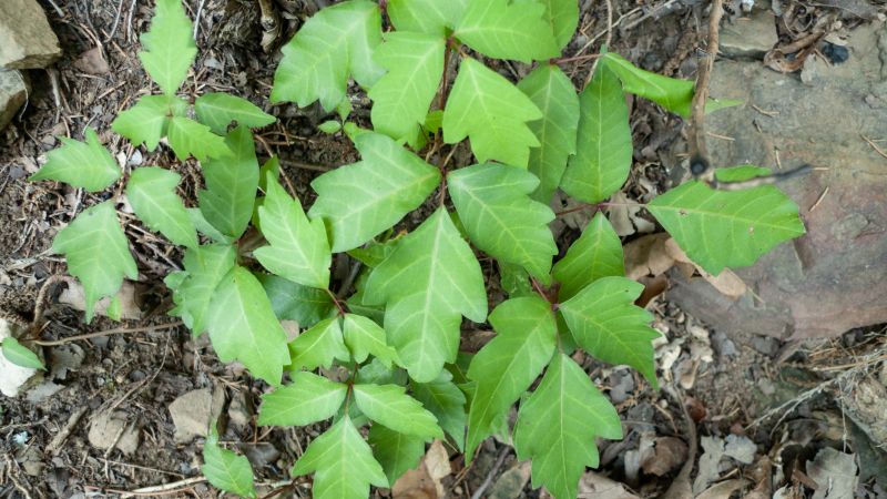 Poison Ivy Removal in Bel Air, MD