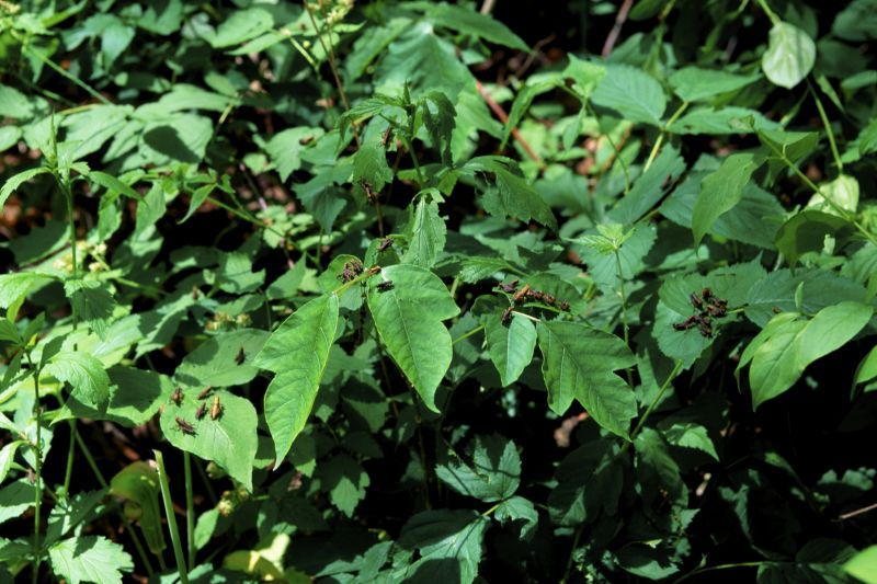 Poison Oak Removal in Philadelphia, PA