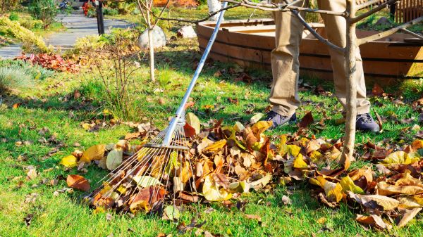 Yard Overgrowth Removal