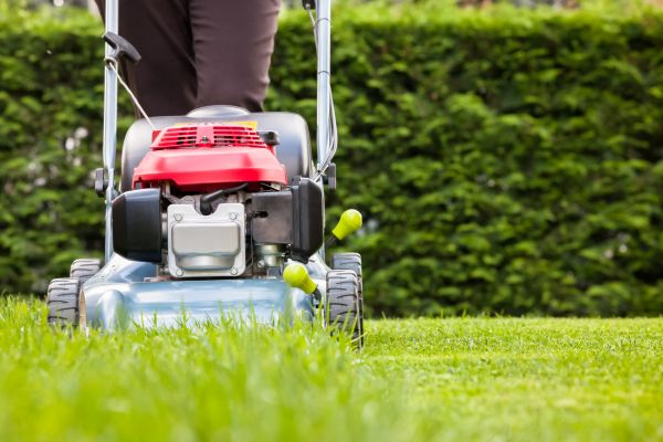 Overgrown Landscape Management