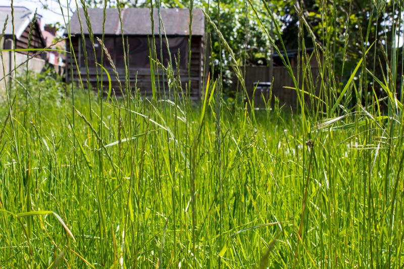 Overgrown Lawn Service