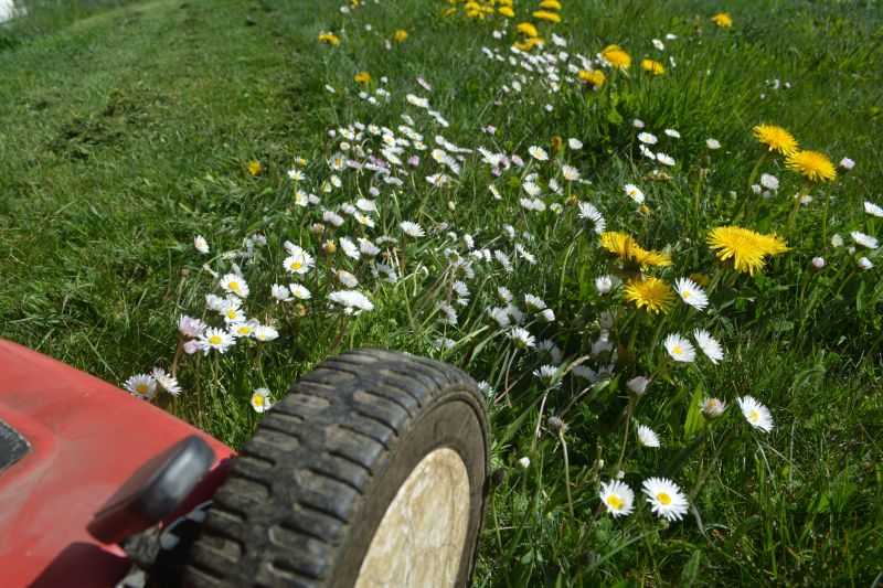 Crabgrass Removal in Rockwall, TX
