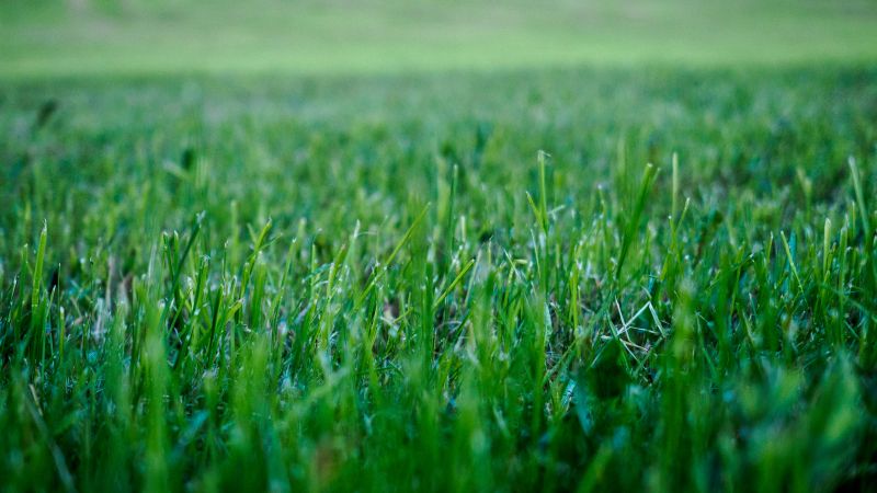 Fall Lawn Care in Bowie, MD