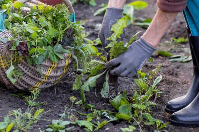 Garden Deweeding in Aiken, SC