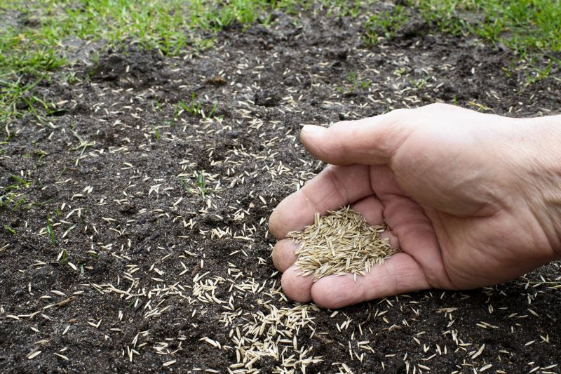 Grass Seed Installation in Honolulu, HI