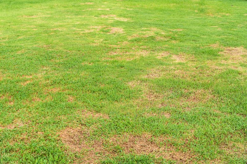 Grass Treatment in Ventura County, CA