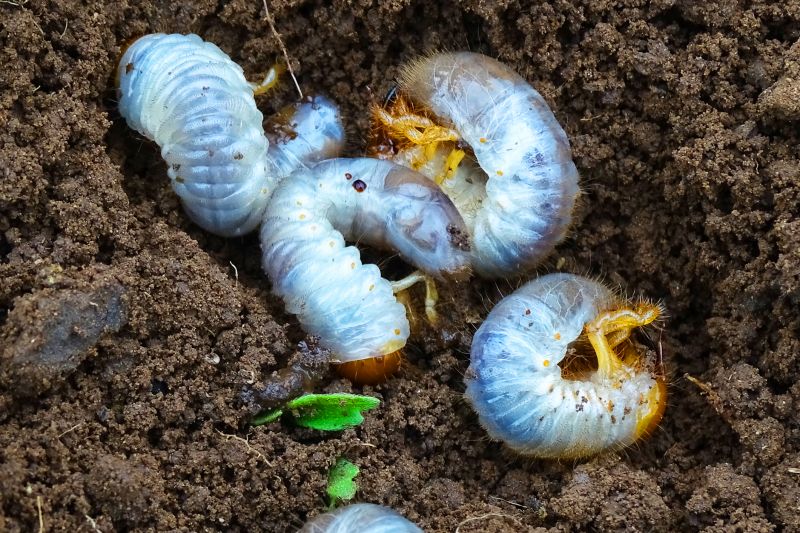 Grub Control in Honolulu, HI