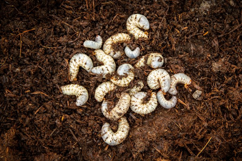 Grub Prevention in Honolulu, HI