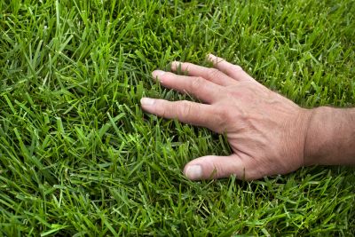Lawn Disease Treatment in Honolulu, HI
