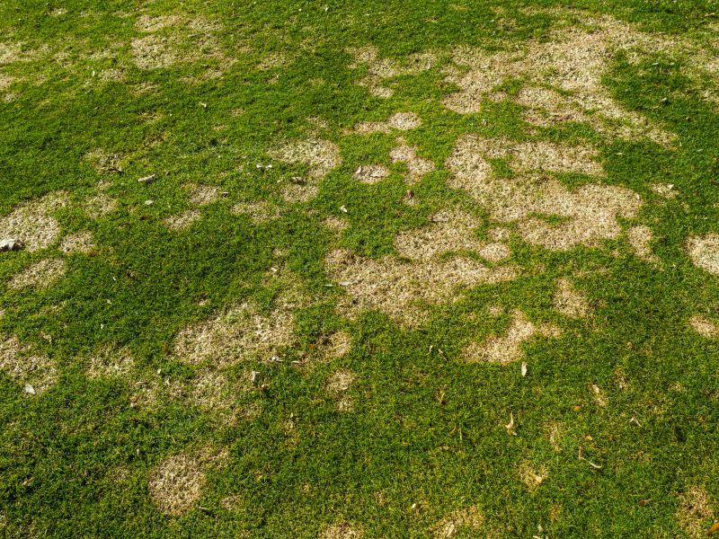 Lawn Moss Control in Honolulu, HI