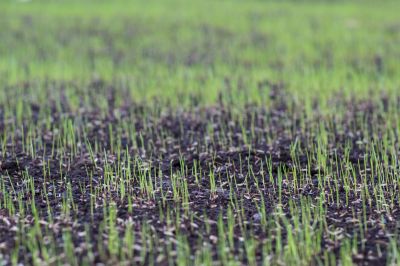 Lawn Reseeding Service in Honolulu, HI