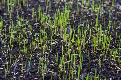 Lawn Seeding in Honolulu, HI