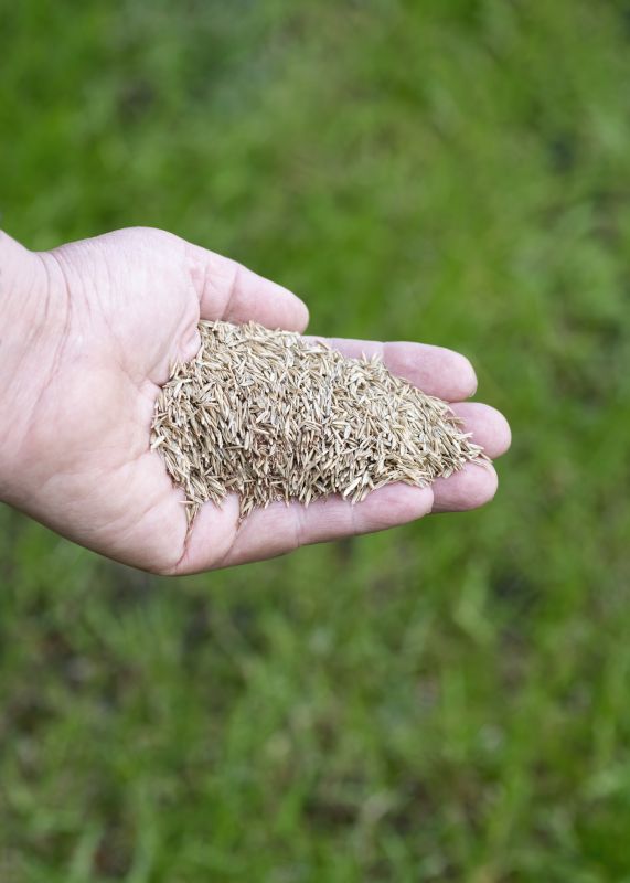 New Construction Lawn Seeding in Ventura County, CA
