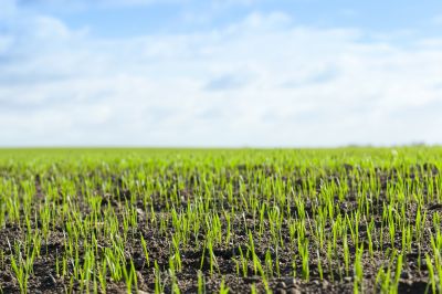New Lawn Seeding in Ventura County, CA