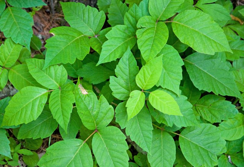 Poison Ivy Removal in Lancaster, PA