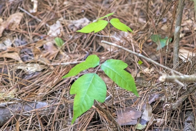Poison Ivy Removal in Bucks County, PA