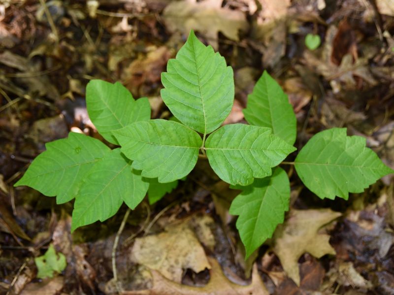 Poison Ivy Removal in Ventura County, CA