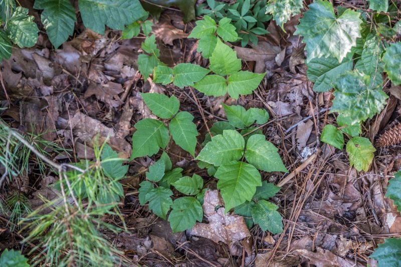 Poison Oak Removal in Lancaster, PA