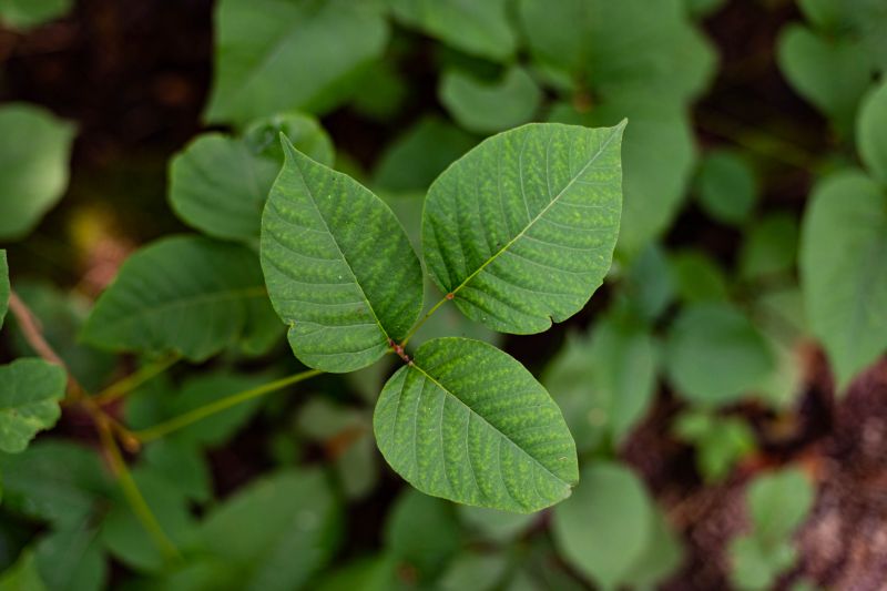 Poison Oak Removal in Newark, DE