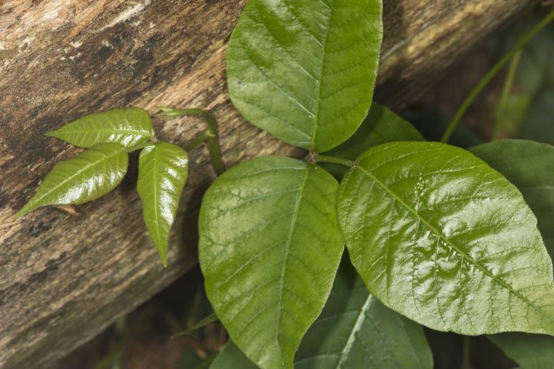 Poison Oak Removal in Doylestown, PA