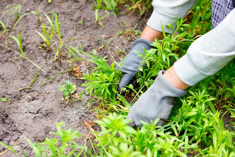 Poison Oak Removal in Delaware County, PA