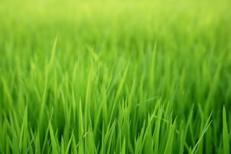 Reseeding Service in Ventura County, CA