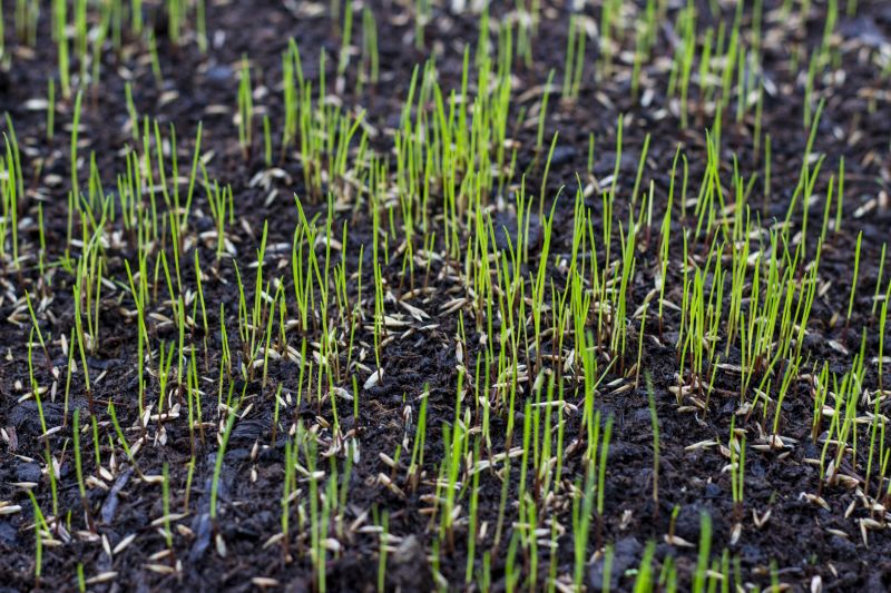 Reseeding Service in Honolulu, HI