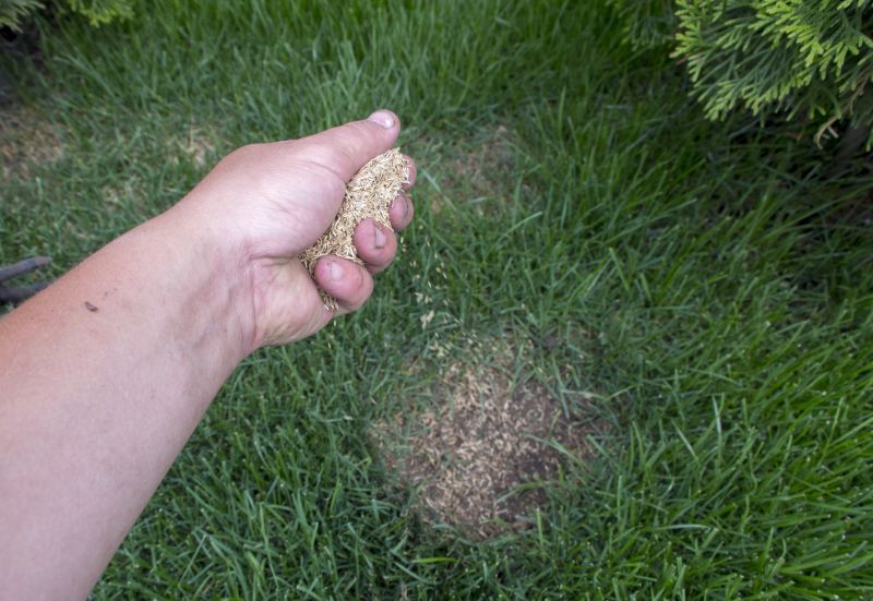 Spring Lawn Overseeding in Honolulu, HI